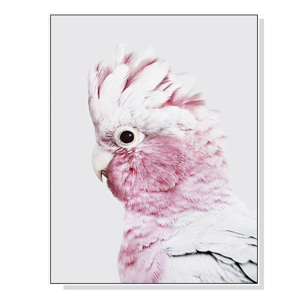 Wall Art 40cmx60cm Pink Galah White Frame Canvas