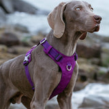 Dog lightweight purple harness Large | King of Knives