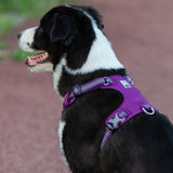 Lightweight purple 3M reflective dog harness medium | Available at King of Knives e-store