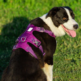 Whinhyepet Harness Purple XL